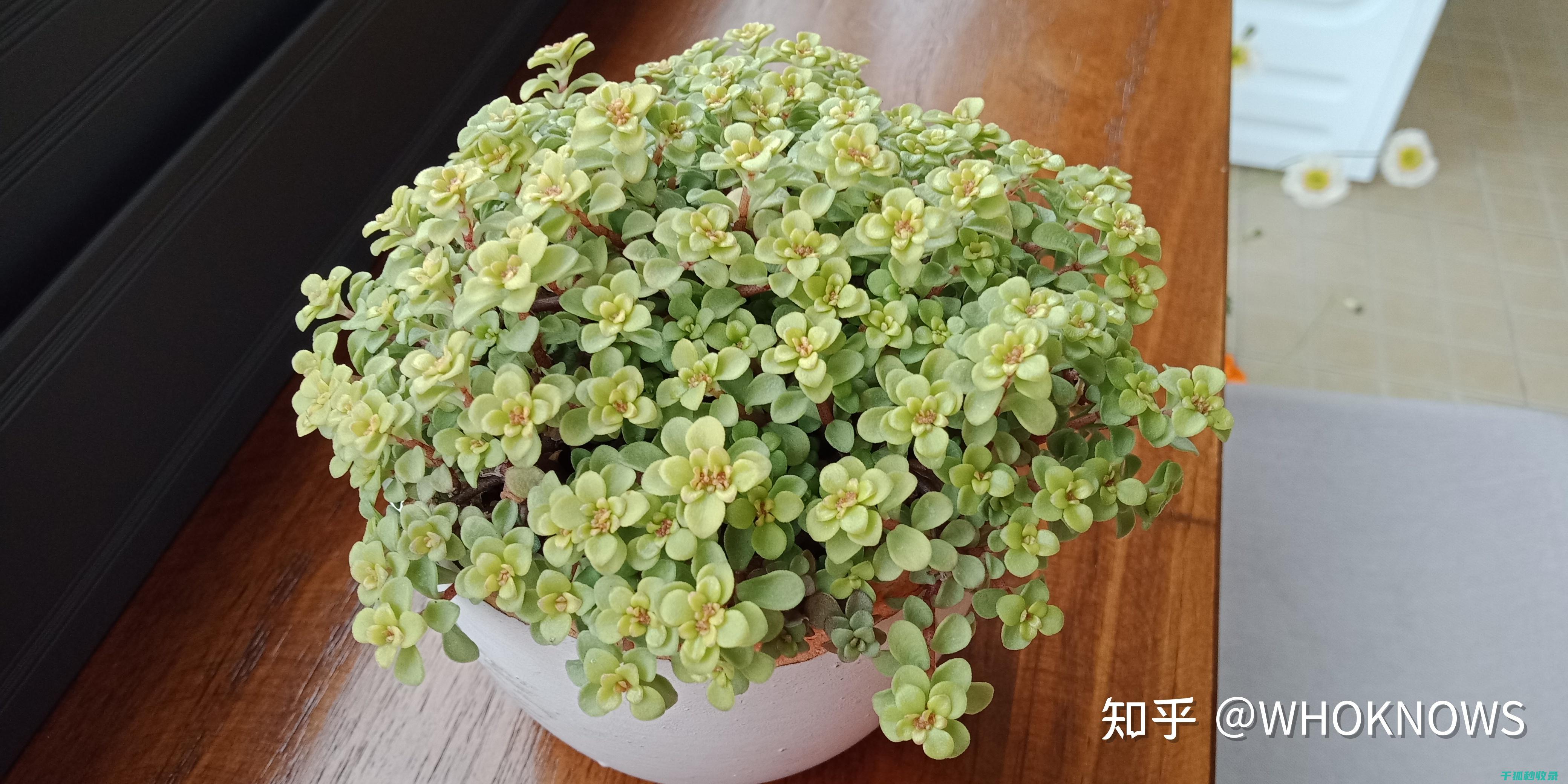 多肉养护方法