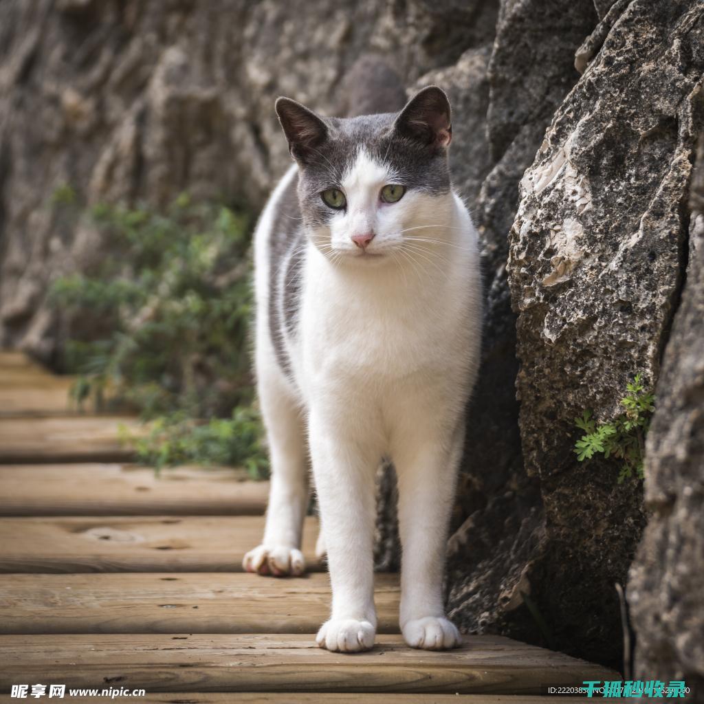 猫咪应激反应：如何通过社交互动分散注意力 (猫咪应激反应的表现)