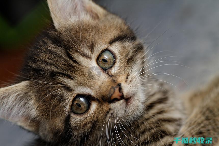 猫咪应激反应：如何通过增加逗猫时间改善心情 (猫咪应激反应怎么缓解)