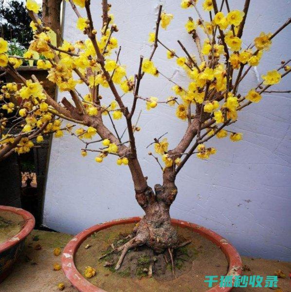 冬季花卉施肥时机与施肥工具的使用 (冬季花卉施肥技术)